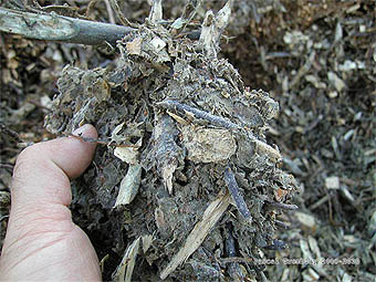 Ramial Chipped Wood RCW - The Living Soil