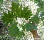 Parc national du Fjord-du-Saguenay, secteur Baie-Trinit�